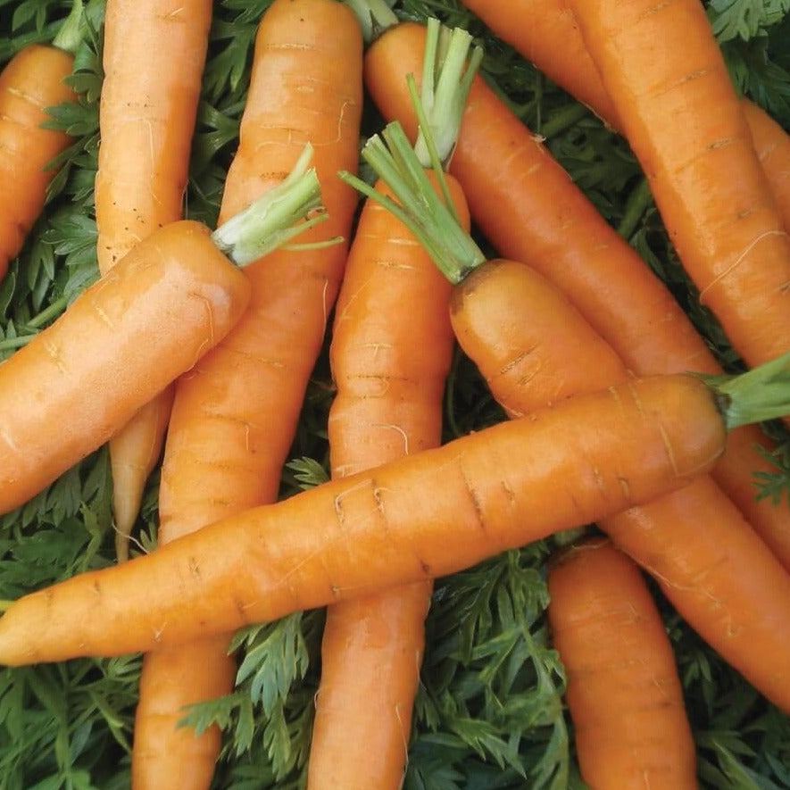 Little Fingers Carrot seeds orange carrots with tops Seedtime on Tampa Home & Garden Store
