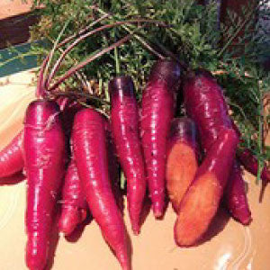 CARROT Seeds, Cosmic Purple - Tampa Home & Garden Store