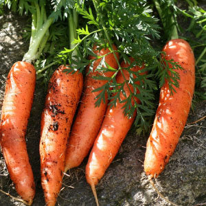 CARROT Seeds, Danvers Half-Long - Tampa Home & Garden Store