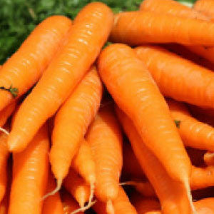 CARROT Seeds, Little Finger - Tampa Home & Garden Store