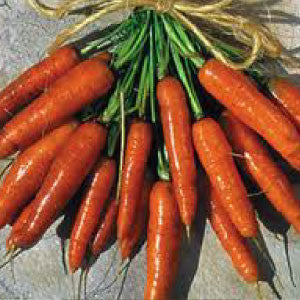 CARROT Seeds, Scarlet Nantes - Tampa Home & Garden Store