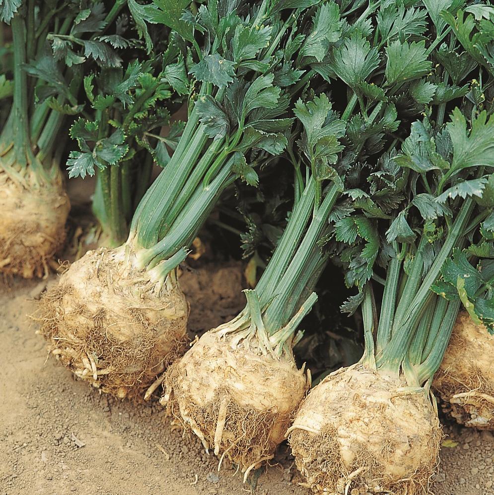 Giant Prague Celeriac roots with leafy tops, 4 tubers in soil on Tampa Home & Garden Store