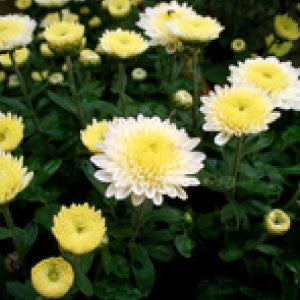 CHRYSANTHEMUM Seeds, Shasta Daisy - Tampa Home & Garden Store
