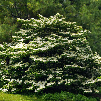Cherokee Princess® Dogwood Tree in full bloom with white blossoms and green foliage on Tampa Home & Garden Store