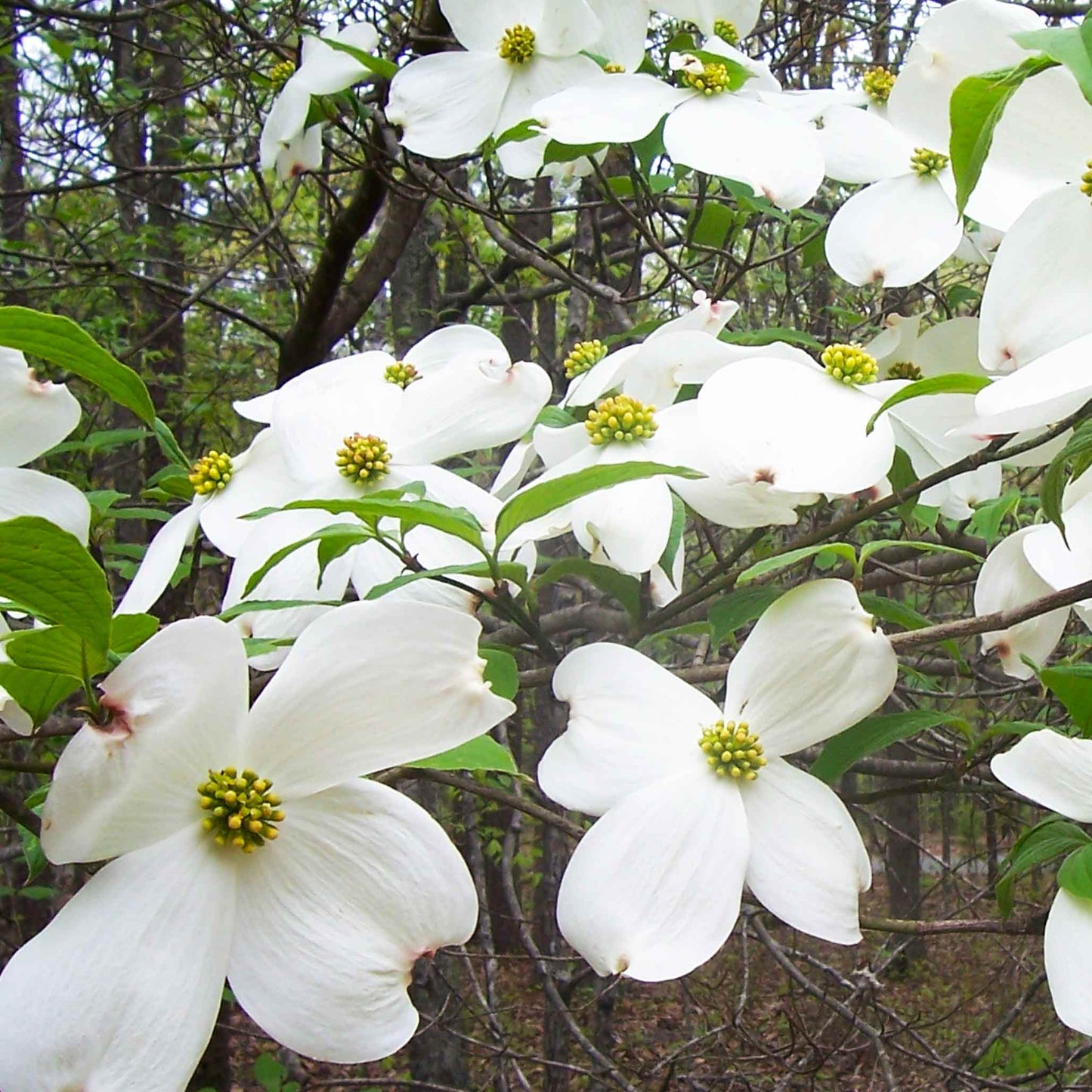 Cherokee Princess® dogwood tree plant with white blossoms and yellow centers on Tampa Home & Garden Store