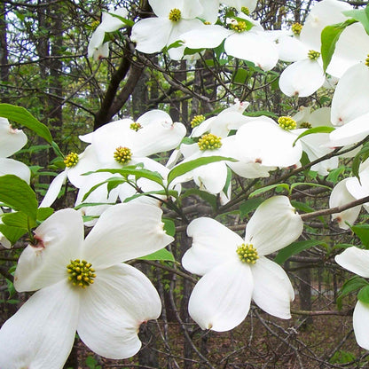 Cherokee Princess® dogwood tree plant with white blossoms and yellow centers on Tampa Home & Garden Store