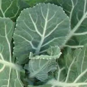 COLLARD GREEN leaves, Vates variety; green heirloom leaves close-up on Tampa Home & Garden Store