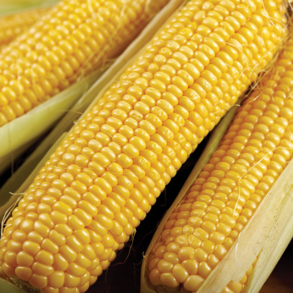 Three yellow Bodacious Sweet Corn ears, Seedtime Store seeds on Tampa Home & Garden Store