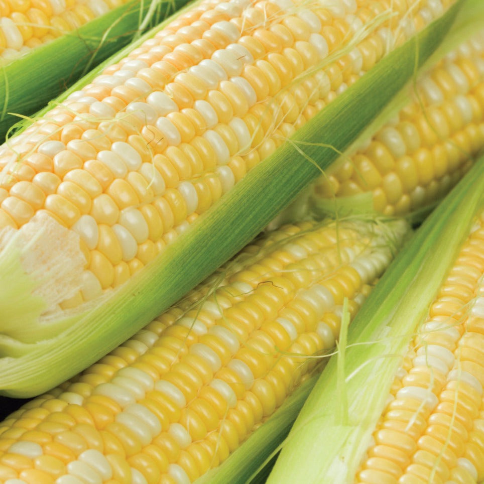 Peaches and Cream sweet corn ears yellow and white kernels Seedtime Store seeds on Tampa Home & Garden Store