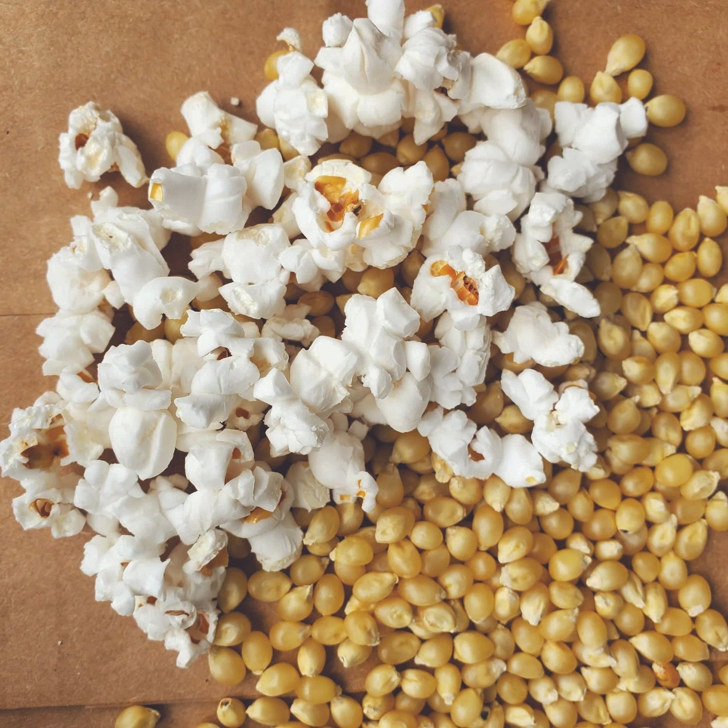 Japanese hulless popcorn seeds with golden kernels and white popped corn on wood board on Tampa Home & Garden Store
