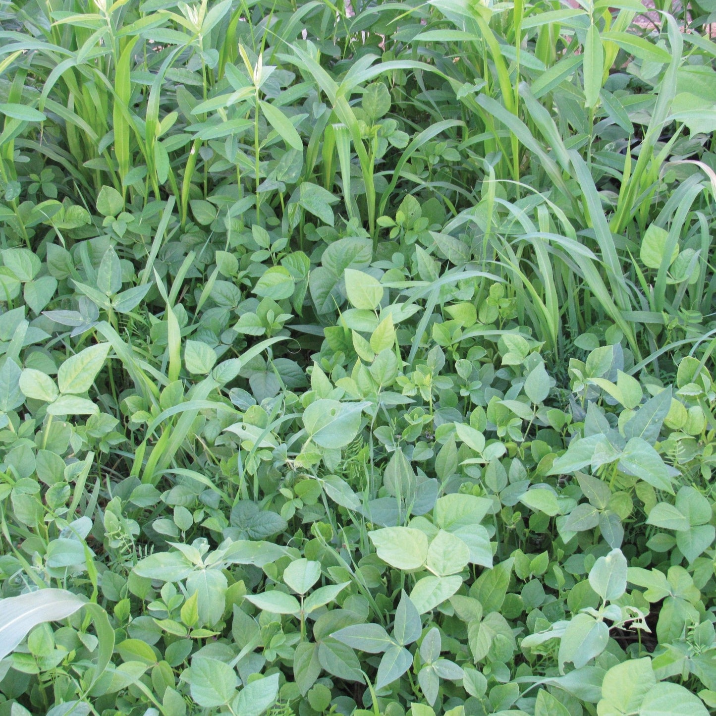 Cover Crop Mix seeds by Seedtime Store, dense green groundcover with grasslike blades on Tampa Home & Garden Store