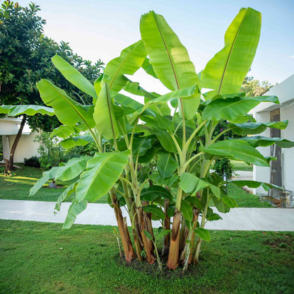Cold Hardy Banana Tree plants with large green banana leaves in a sunny backyard landscape on Tampa Home & Garden Store