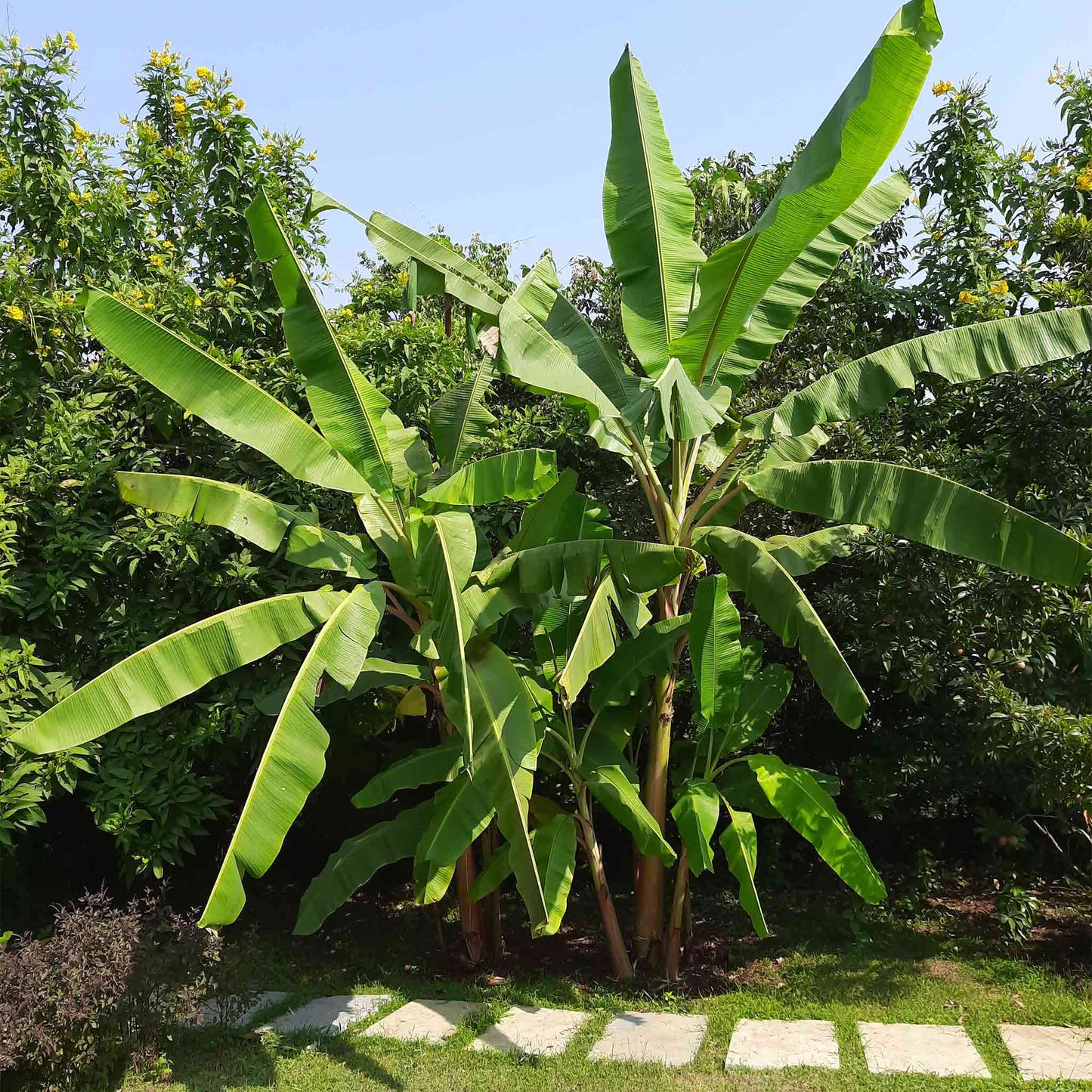 Cold Hardy Banana Tree plant with broad green leaves on Tampa Home & Garden Store
