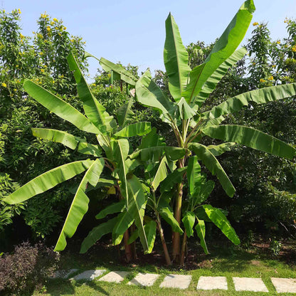 Cold Hardy Banana Tree plant with broad green leaves on Tampa Home & Garden Store