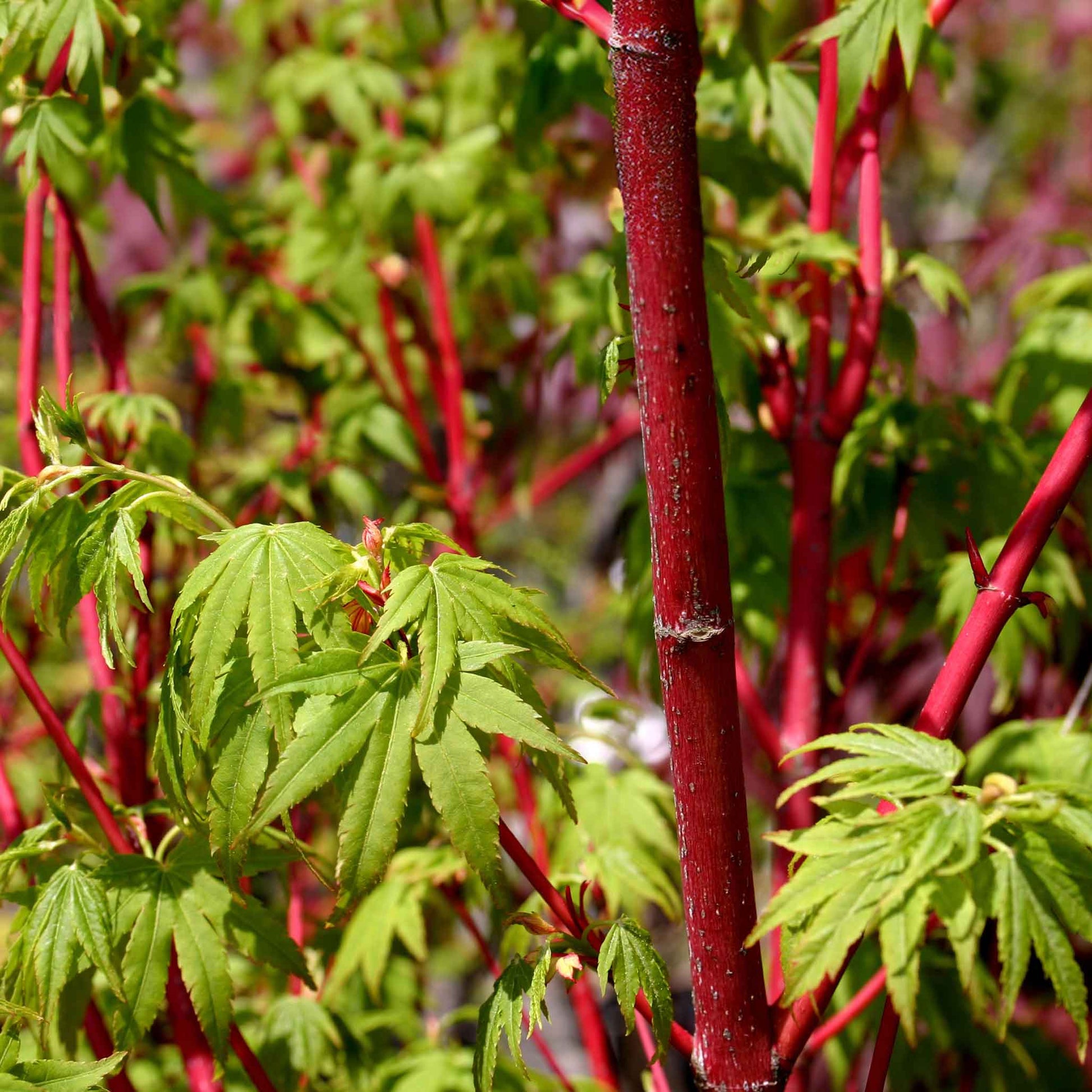 Coral Bark Japanese Maple Tree plant with vivid red bark and green palmate leaves on Tampa Home & Garden Store