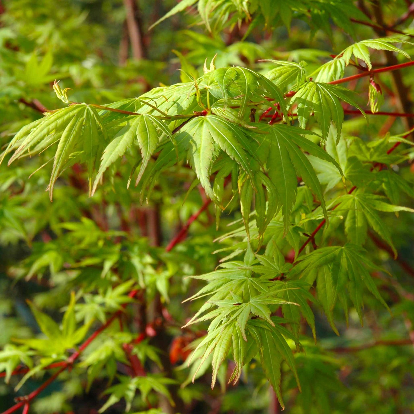 Coral Bark Japanese Maple Tree plant with green leaves and red stems on Tampa Home & Garden Store