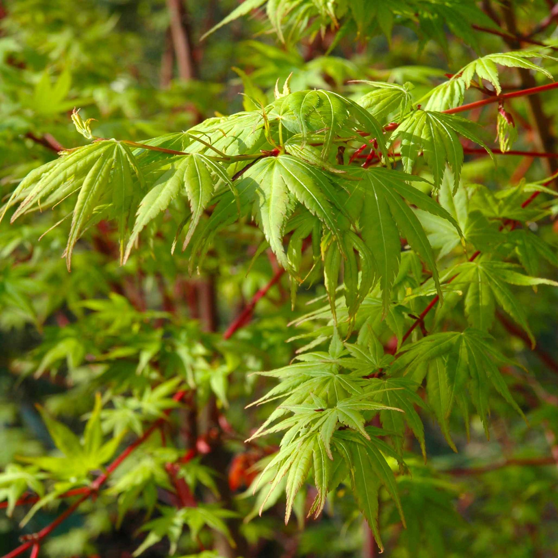 Coral Bark Japanese Maple Tree plant with green leaves and red stems on Tampa Home & Garden Store