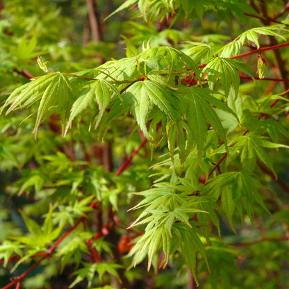 Coral Bark Japanese Maple Tree plant with green leaves and red stems on Tampa Home & Garden Store