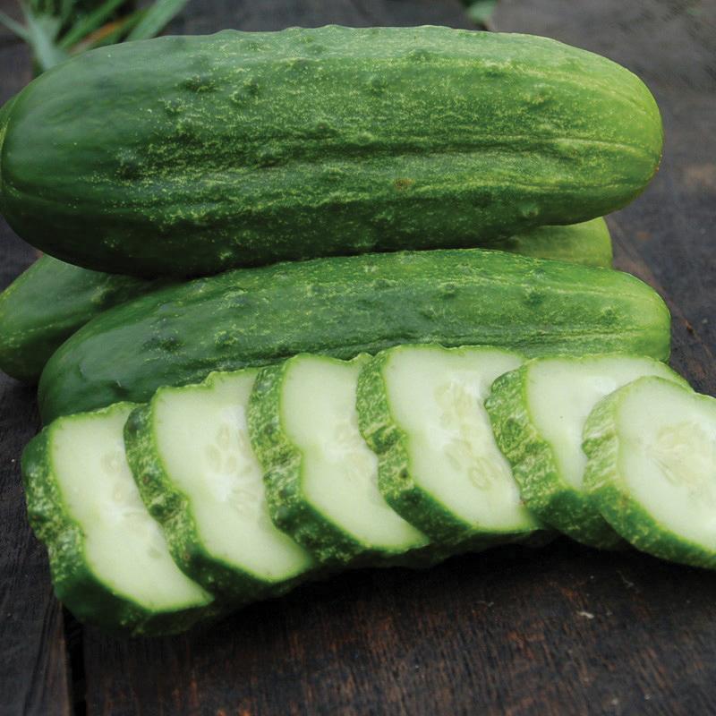 National Pickling Cucumber seeds; three green pickling cucumbers, Seedtime Store on Tampa Home & Garden Store