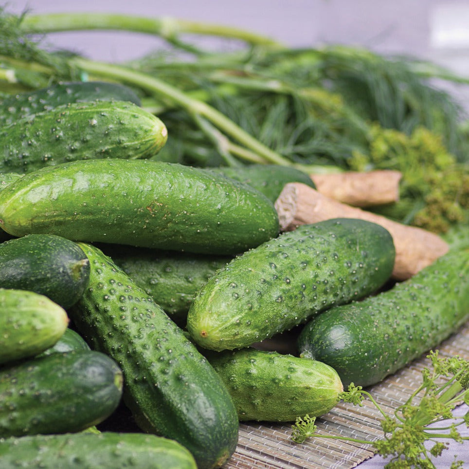 Rhinish Pickle cucumber seeds image showing several fresh green cucumbers on a mat on Tampa Home & Garden Store