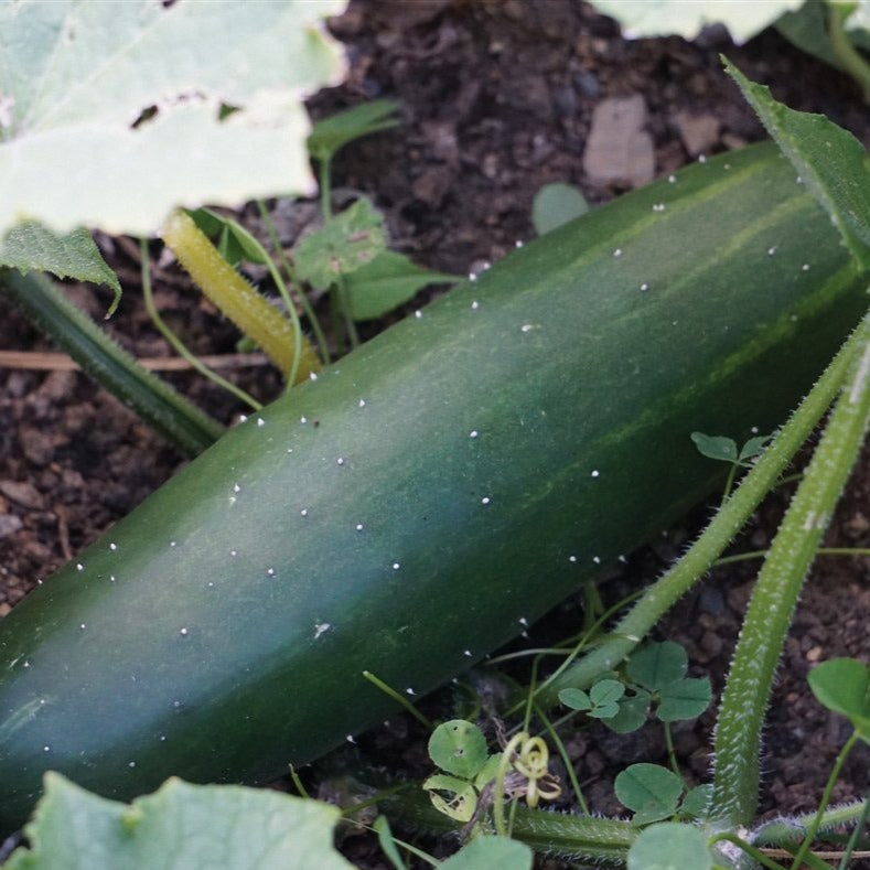 Marketmore 76 cucumber seeds by Seedtime Store—green, elongated fruit on vines in soil on Tampa Home & Garden Store