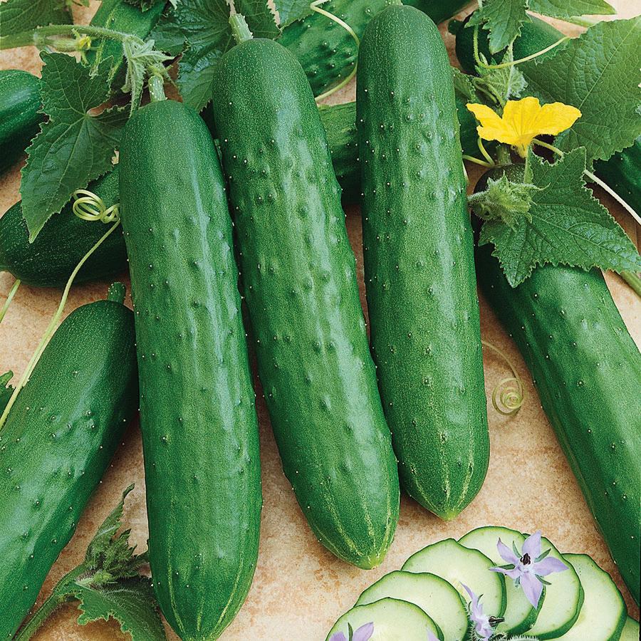 Spacemaster 80 cucumber seeds green cucumbers with vine leaves Seedtime Store Seeds on Tampa Home & Garden Store