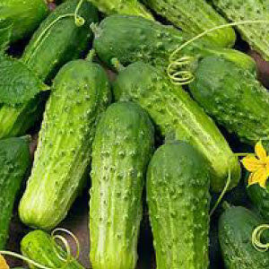CUCUMBER Seeds, National Pickling - Tampa Home & Garden Store