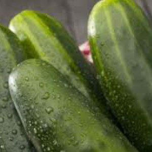 CUCUMBER Seeds, Straight Eight - Tampa Home & Garden Store