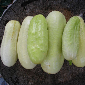 CUCUMBER Seeds, White Wonder - Tampa Home & Garden Store