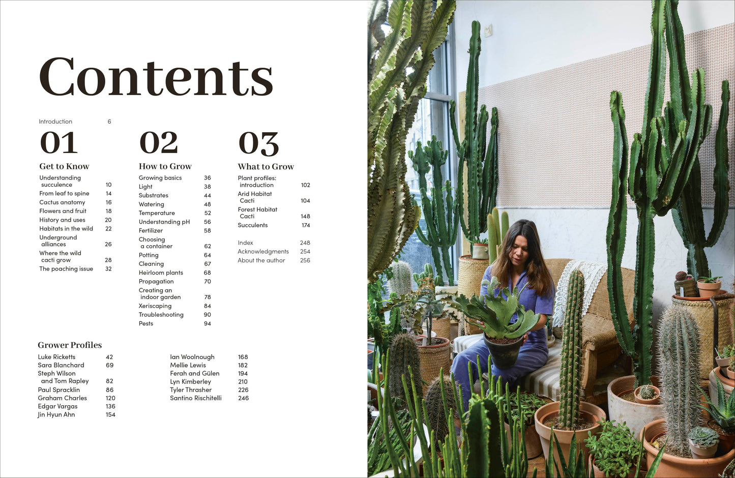 Cacti Succulents - Tampa Home & Garden Store