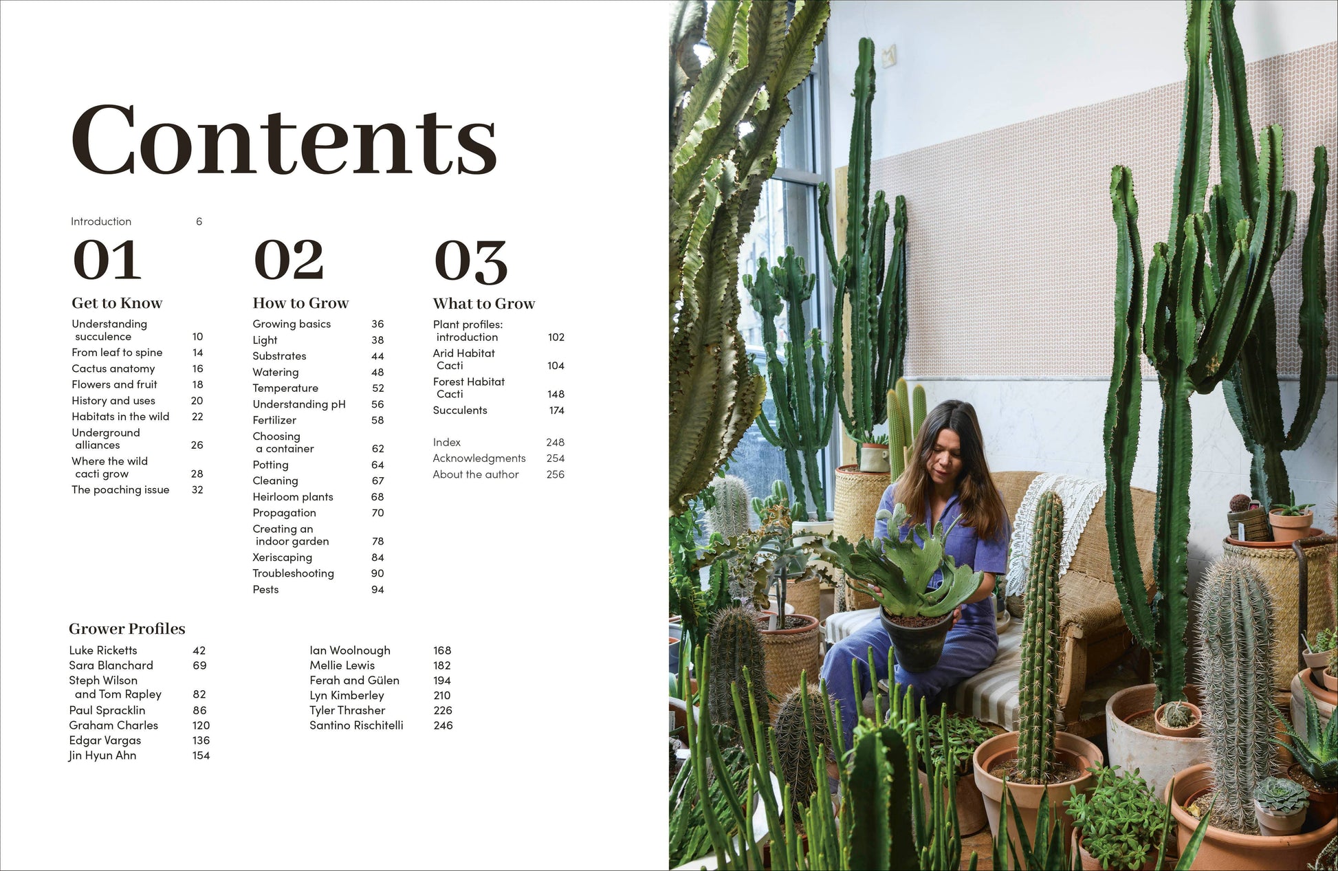 Cacti Succulents - Tampa Home & Garden Store