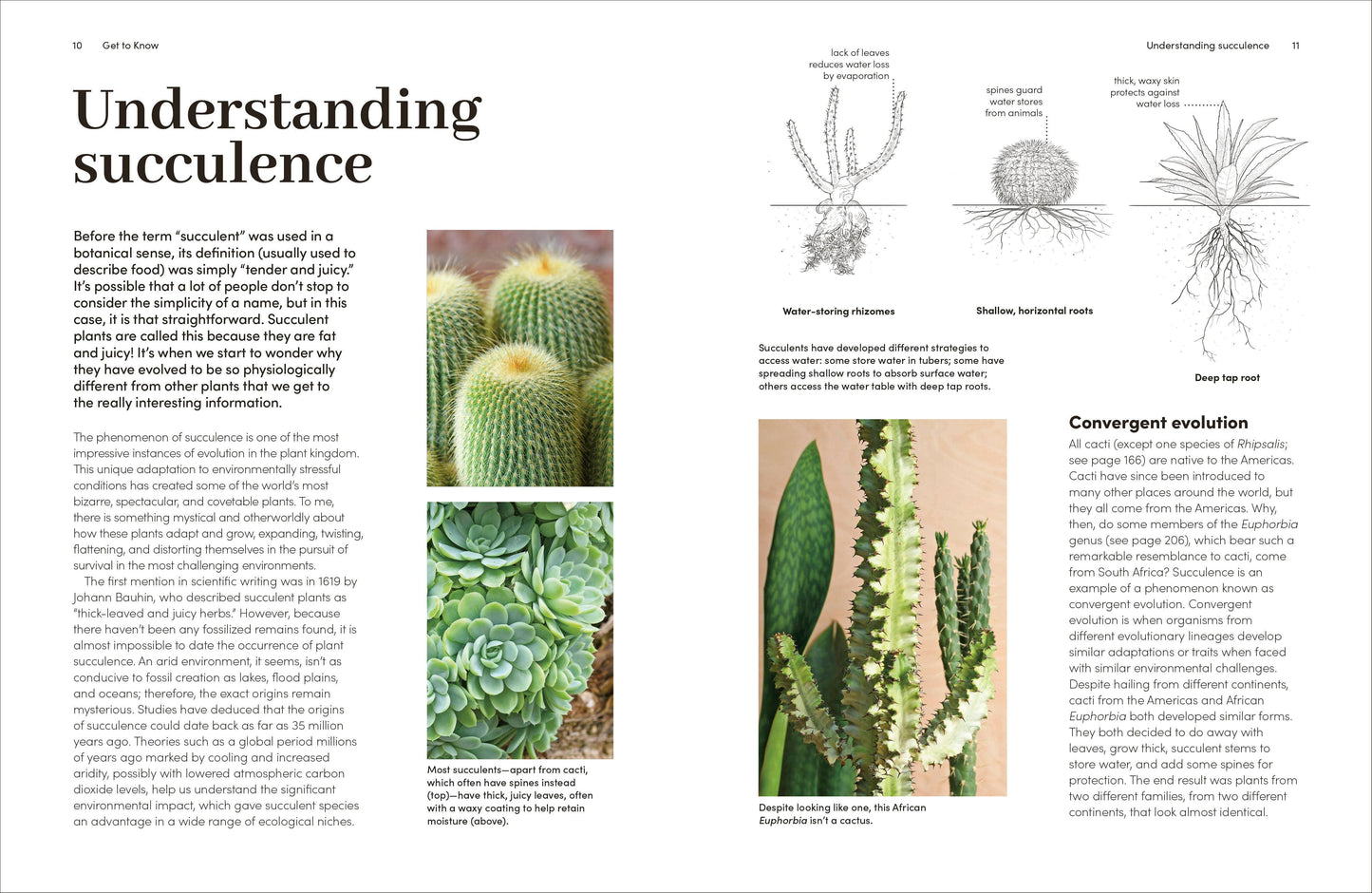 Cacti Succulents - Tampa Home & Garden Store