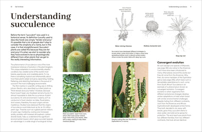 Cacti Succulents - Tampa Home & Garden Store