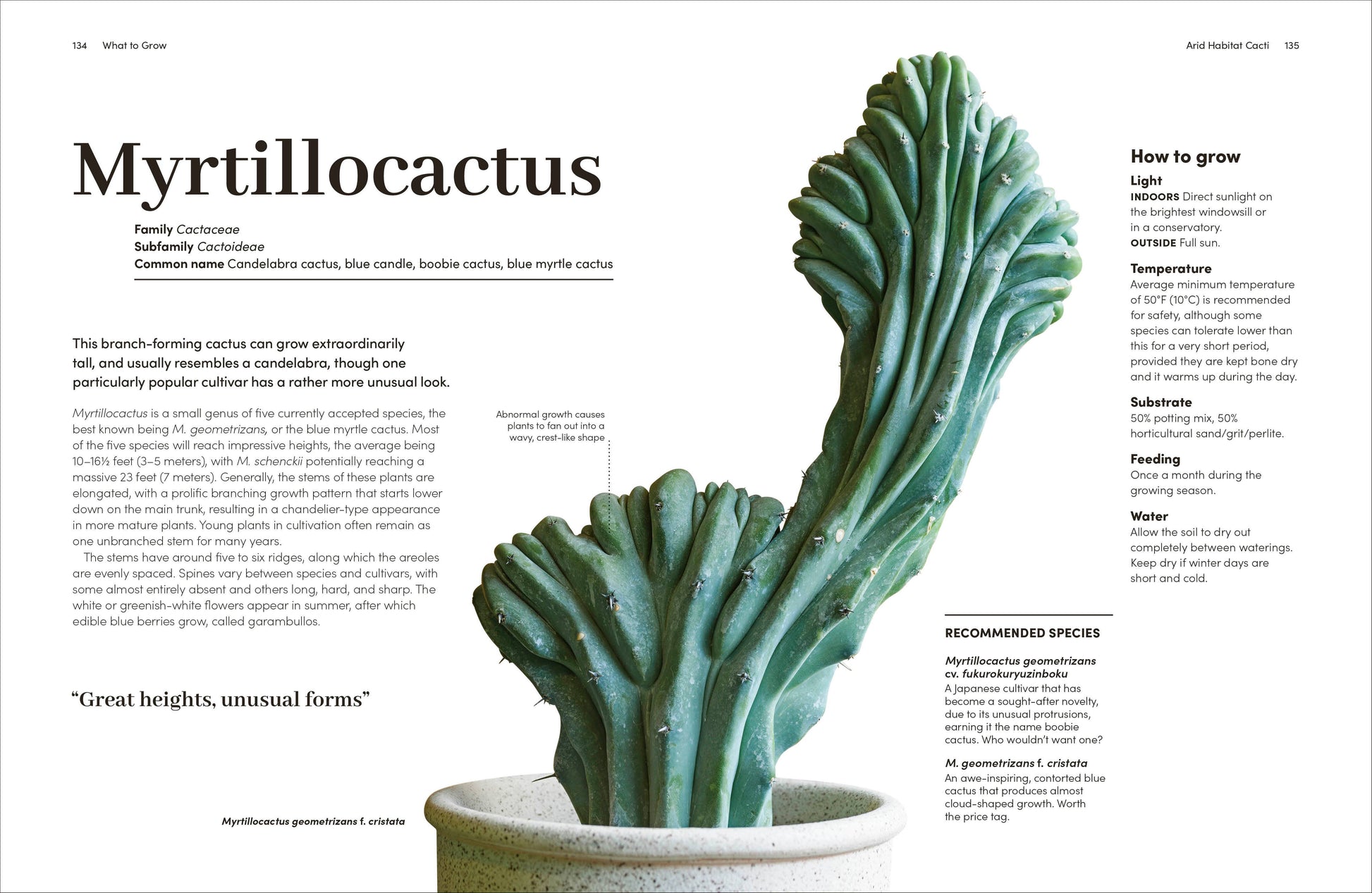 Cacti Succulents - Tampa Home & Garden Store
