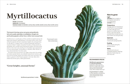 Cacti Succulents - Tampa Home & Garden Store