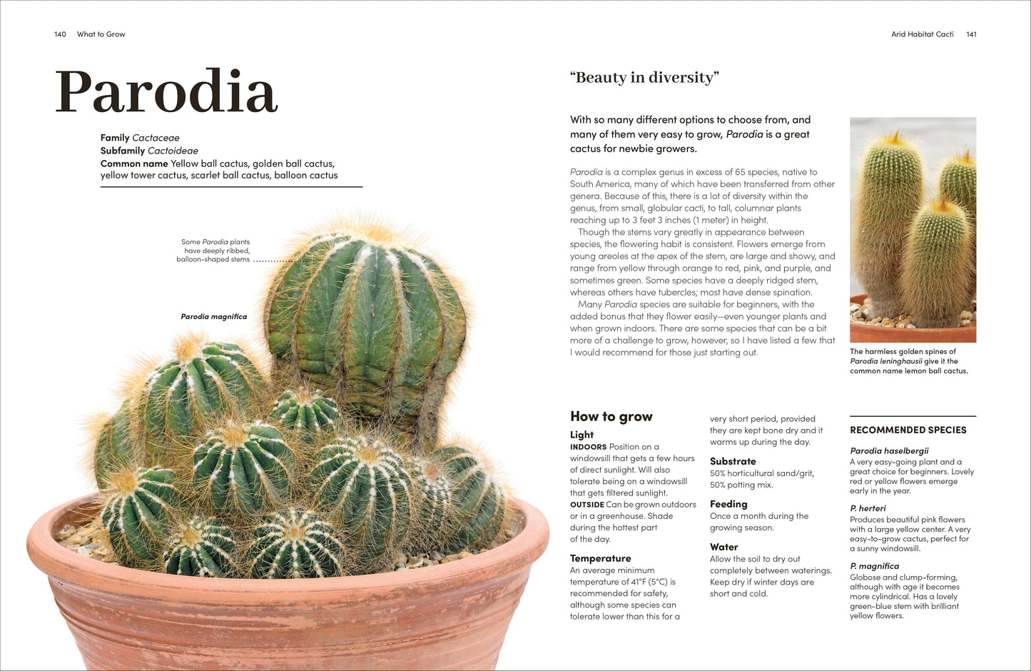 Cacti Succulents - Tampa Home & Garden Store