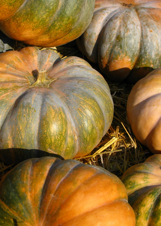 Calabaza (Cucurbita moschata) - Tampa Home & Garden Store