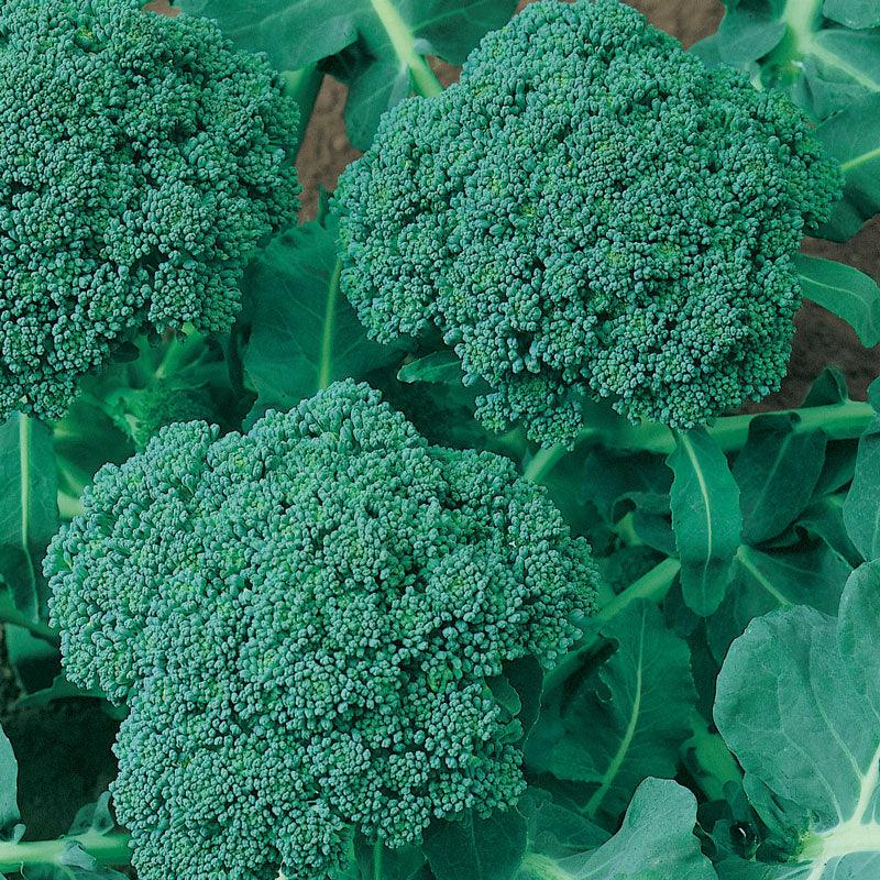 Calabrese Broccoli Seeds (Organic) - Tampa Home & Garden Store