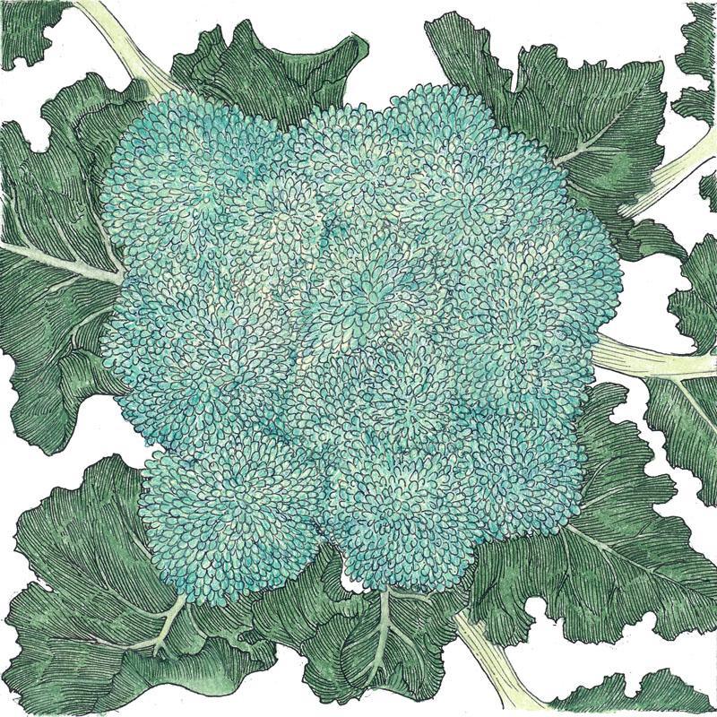 Calabrese Broccoli Seeds (Organic) - Tampa Home & Garden Store
