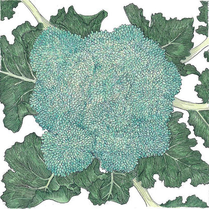 Calabrese Broccoli Seeds (Organic) - Tampa Home & Garden Store