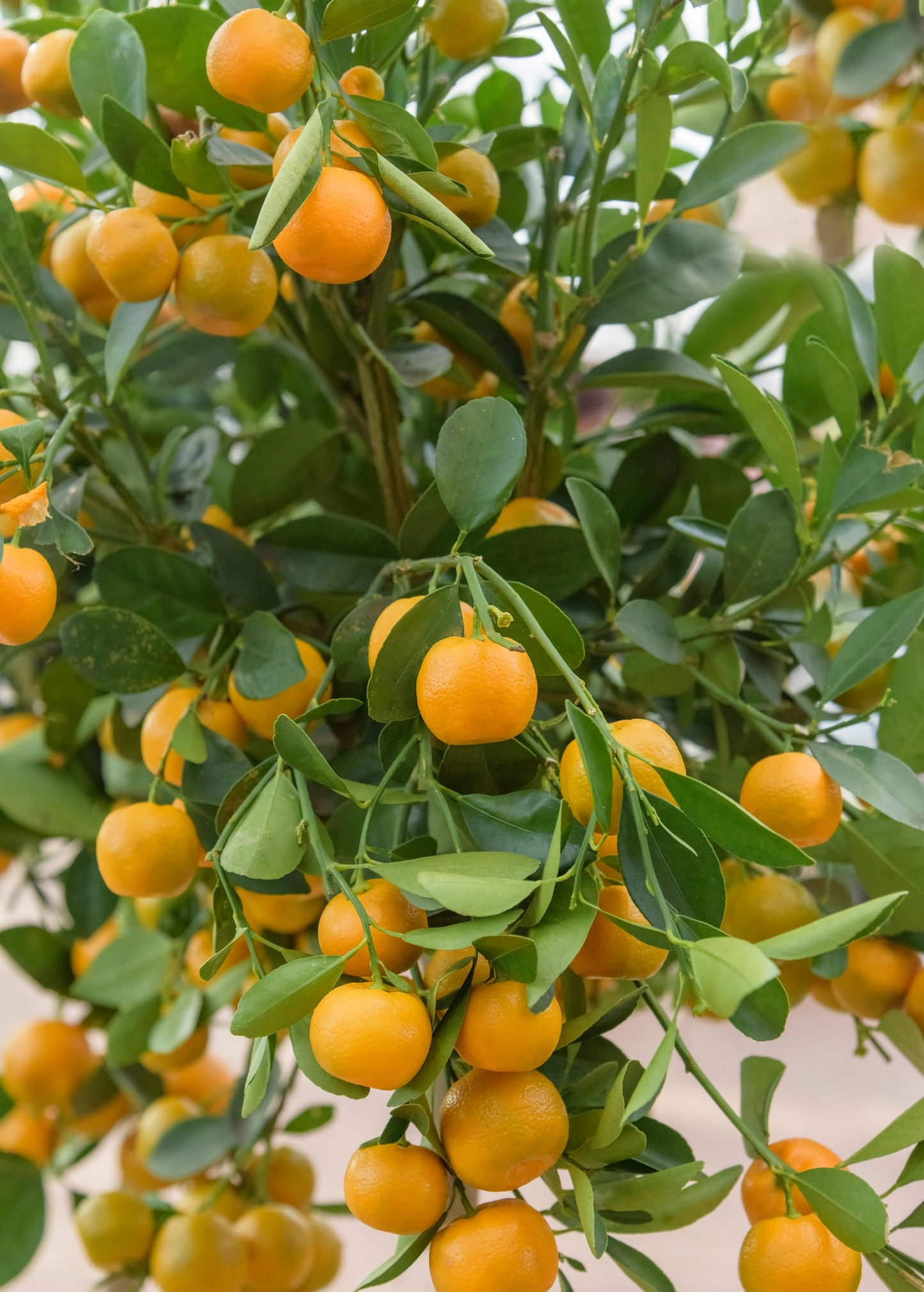 Calamondin Tree (Citrus × Citrofortunella microcarpa) - Tampa Home & Garden Store