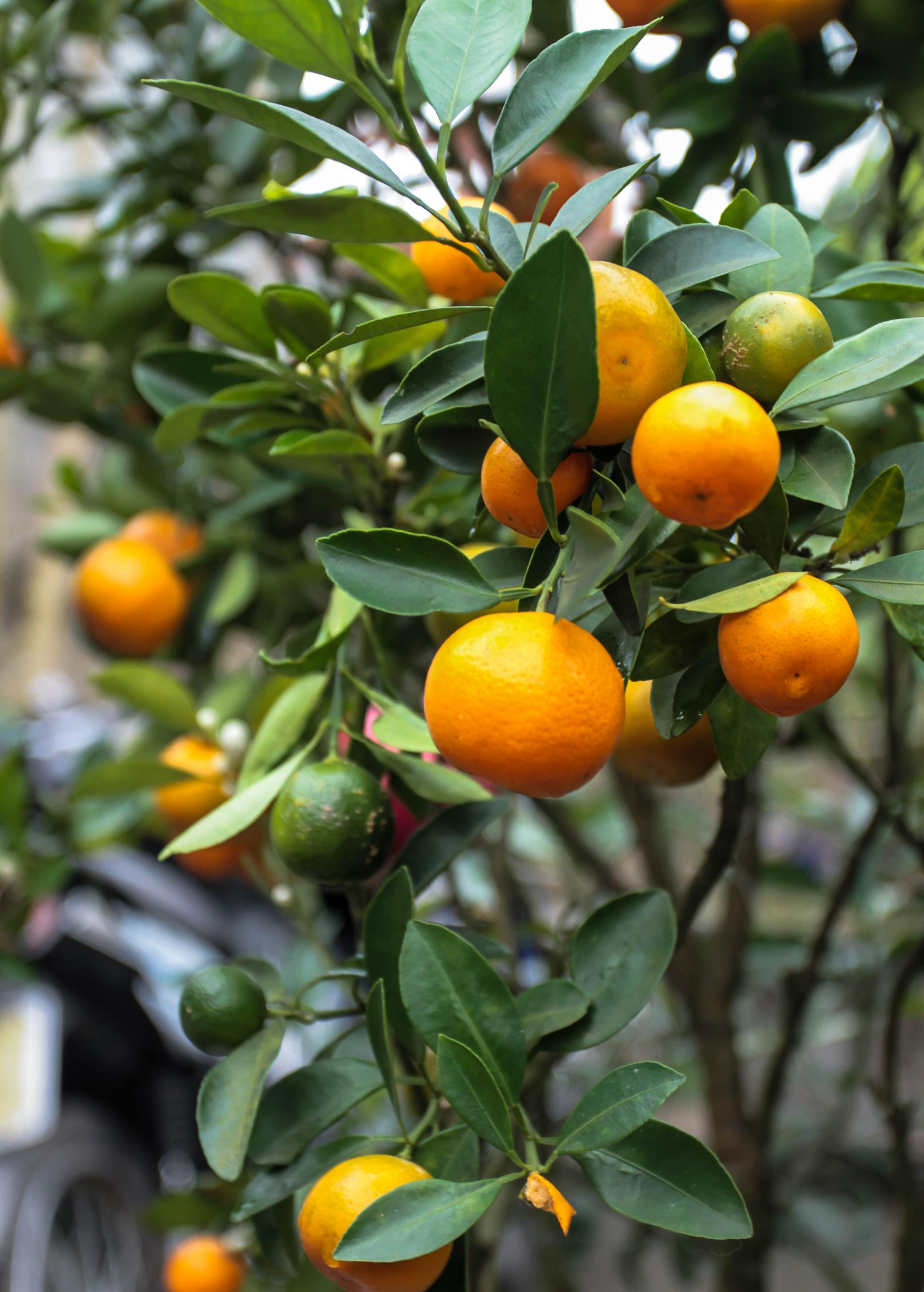 Calamondin Tree (Citrus × Citrofortunella microcarpa) - Tampa Home & Garden Store