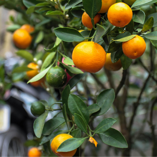 Calamondin Tree (Citrus × Citrofortunella microcarpa) - Tampa Home & Garden Store