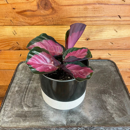 Calathea Roseopicta Rosy, 4" Plant - Tampa Home & Garden Store