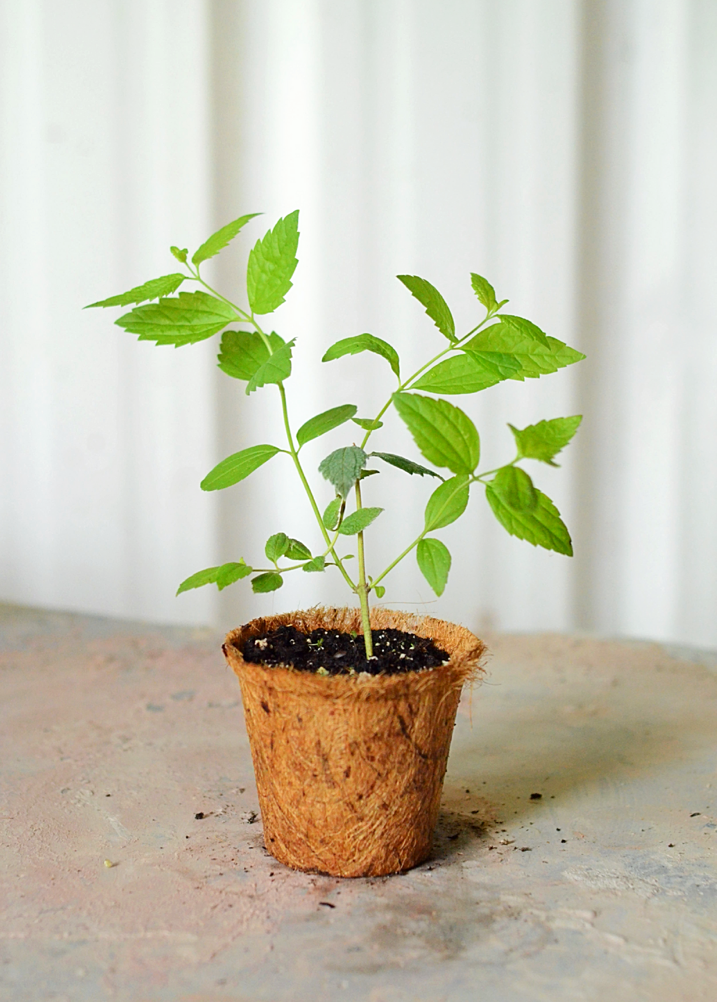 Calea Dream Herb (Calea Zacatechichi) - Tampa Home & Garden Store