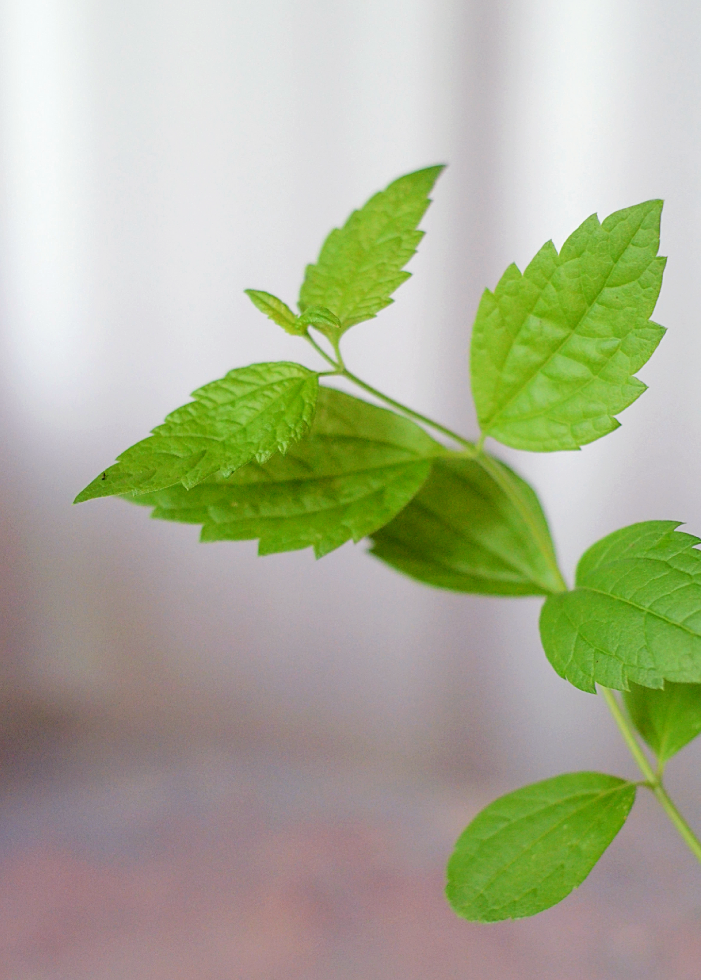 Calea Dream Herb (Calea Zacatechichi) - Tampa Home & Garden Store