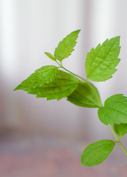 Calea Dream Herb (Calea Zacatechichi) - Tampa Home & Garden Store