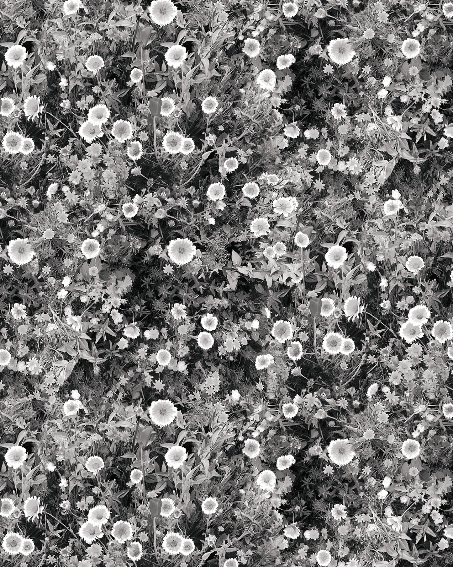 Cali Flowers Wallpaper, midnight - Tampa Home & Garden Store
