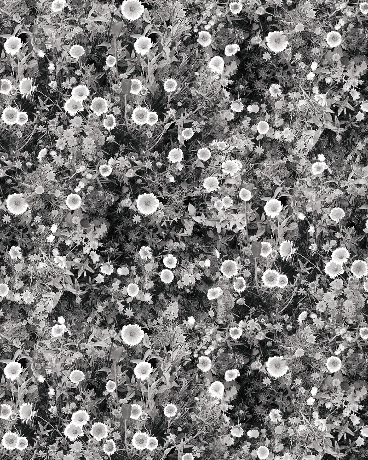 Cali Flowers Wallpaper, midnight - Tampa Home & Garden Store