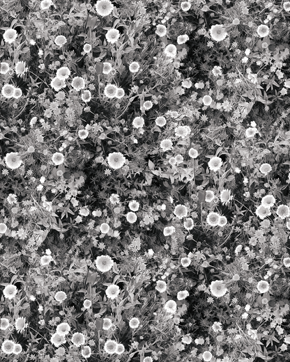 Cali Flowers Wallpaper, midnight - Tampa Home & Garden Store